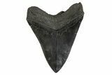 Serrated, Fossil Megalodon Tooth - South Carolina #340279-2